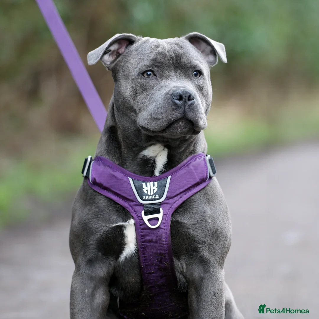 Staffordshire Bull Terrier dogs for sale: Beautiful staffy puppies - Image 18