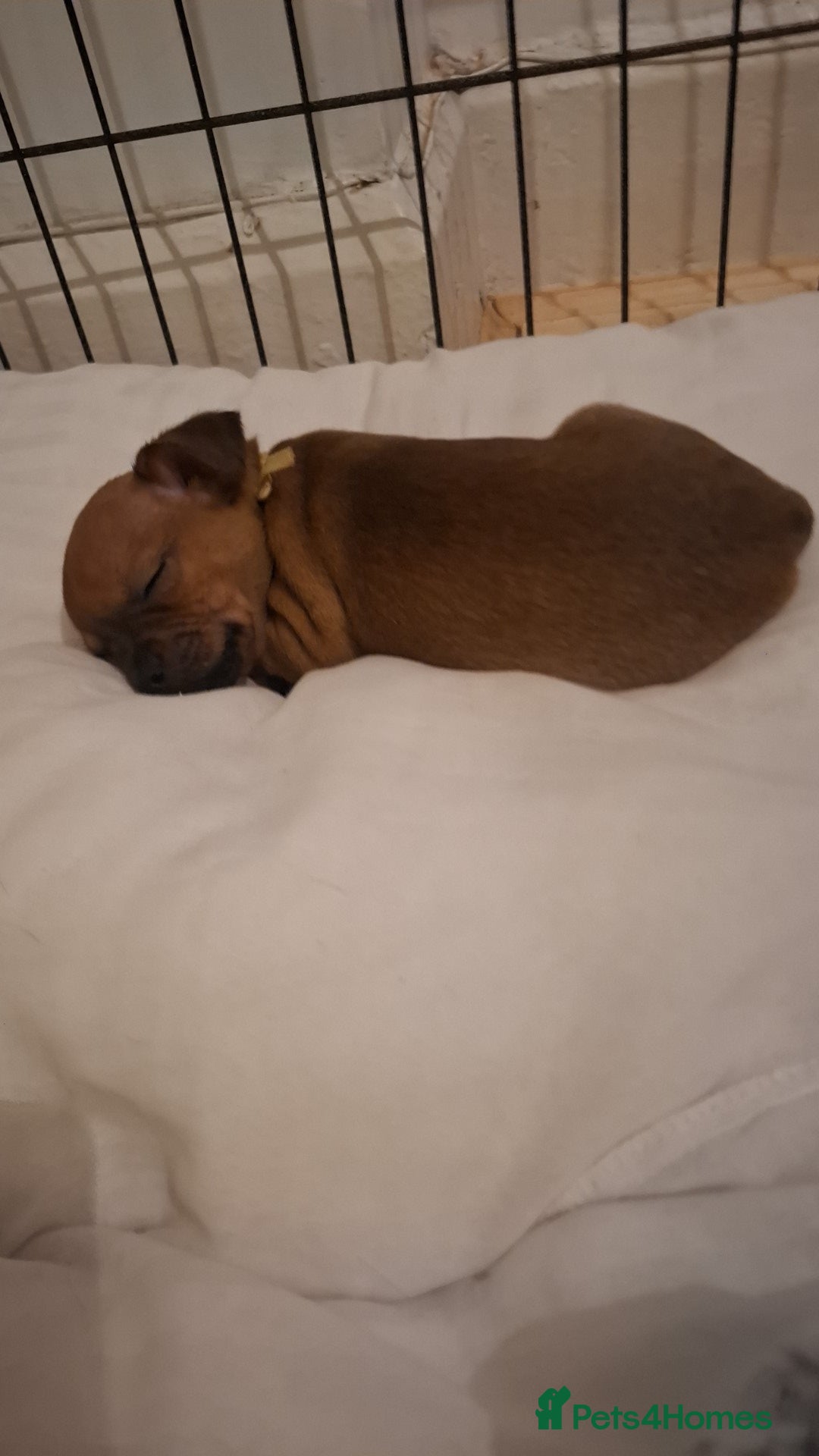 Mixed Breed dogs for sale: 🐾 Gorgeous Mixed-Breed Puppies – 🐾 - Advert 8