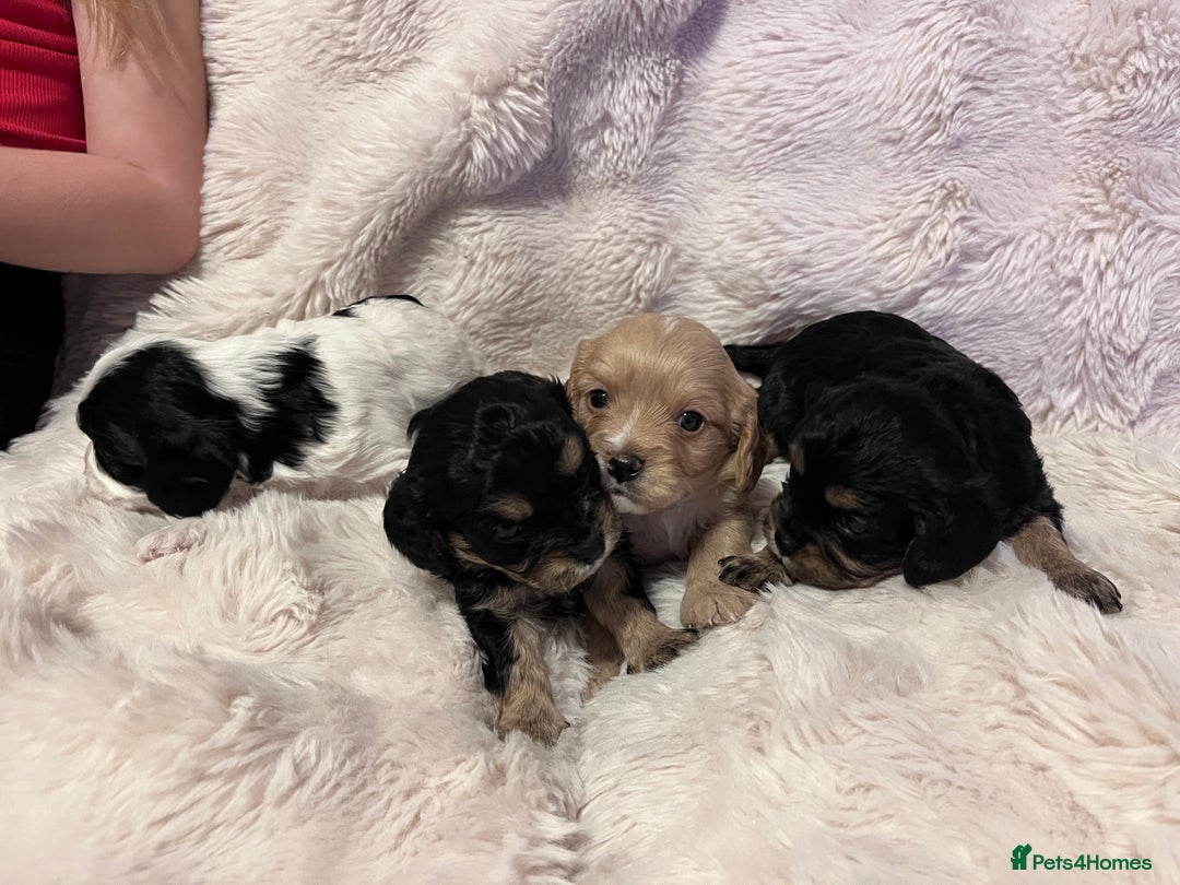 Cavapoo dogs for sale: STUNNING F1b REVERSE Cavapoos - Advert 27