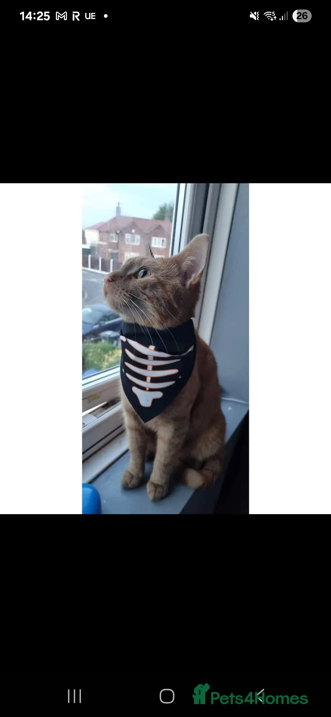 Mixed Breed cats for sale: Cheddar - Advert 4