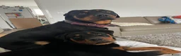 Rottweiler dogs for sale: Pair of rottweiler bitches - Advert 7