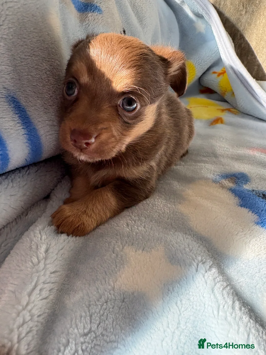 Mixed Breed dogs for sale: Pomeranian x Yorkshire terrier puppies - Advert 11