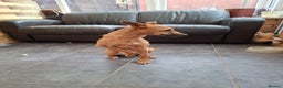 Mixed Breed dogs for sale: Lady 20 month old lakeland x bedlington - Advert 2