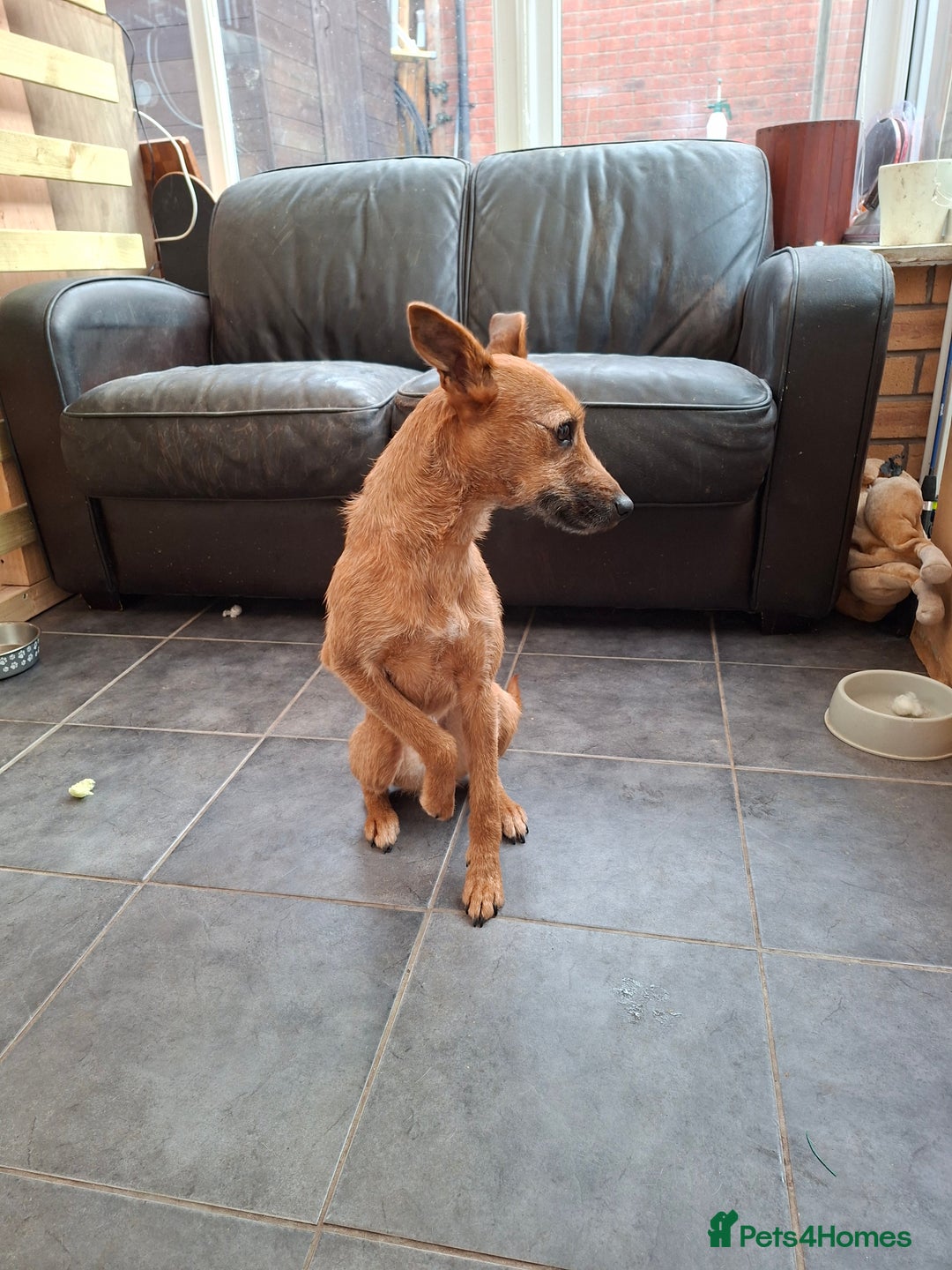 Mixed Breed dogs for sale: Lady 20 month old lakeland x bedlington - Advert 2