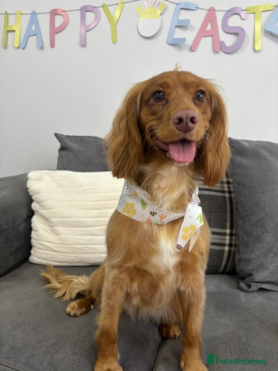 Cocker Spaniel dogs for sale: Female Cocker spaniel 1 year old  in Hull - Advert 2