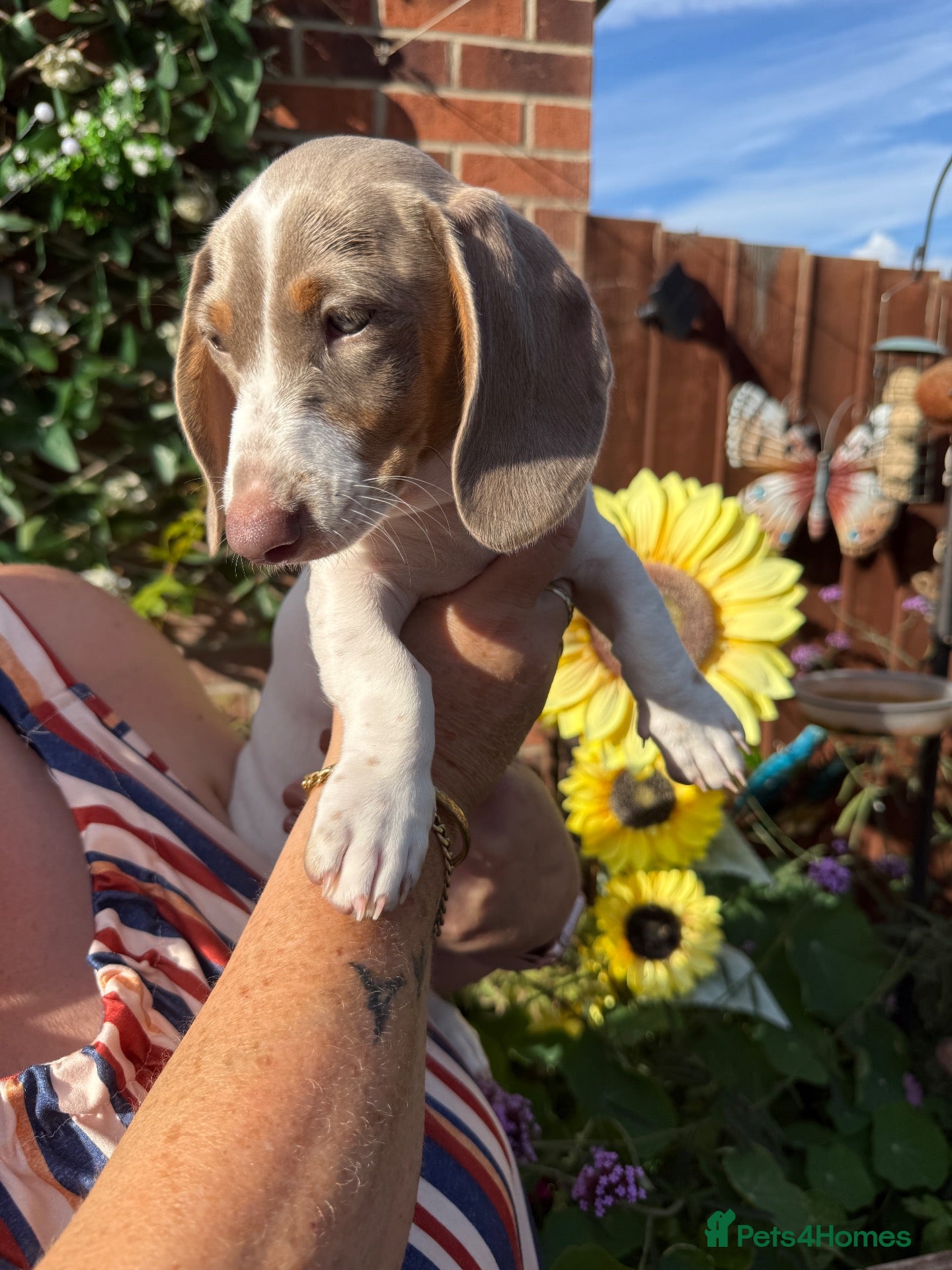 Dachshund dogs Dachshund piebald Puppy READY NOW  - Advert 12