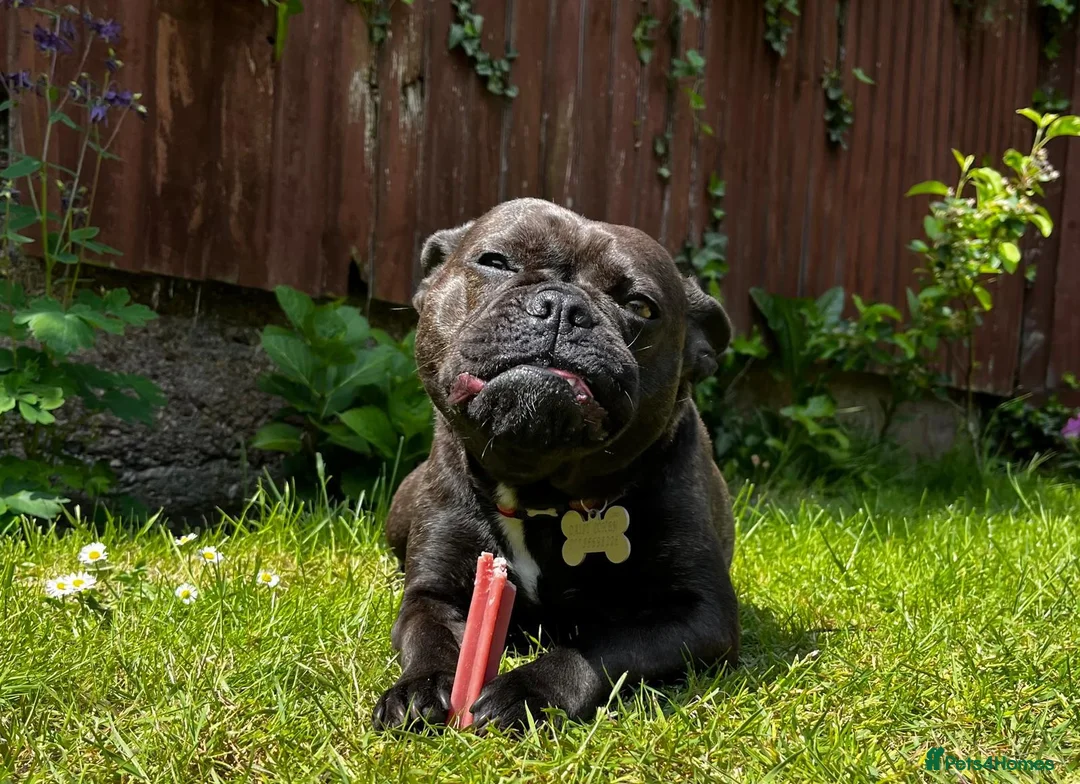 Mixed Breed dogs for sale: French bulldog looking forever home in Newport - Advert 1