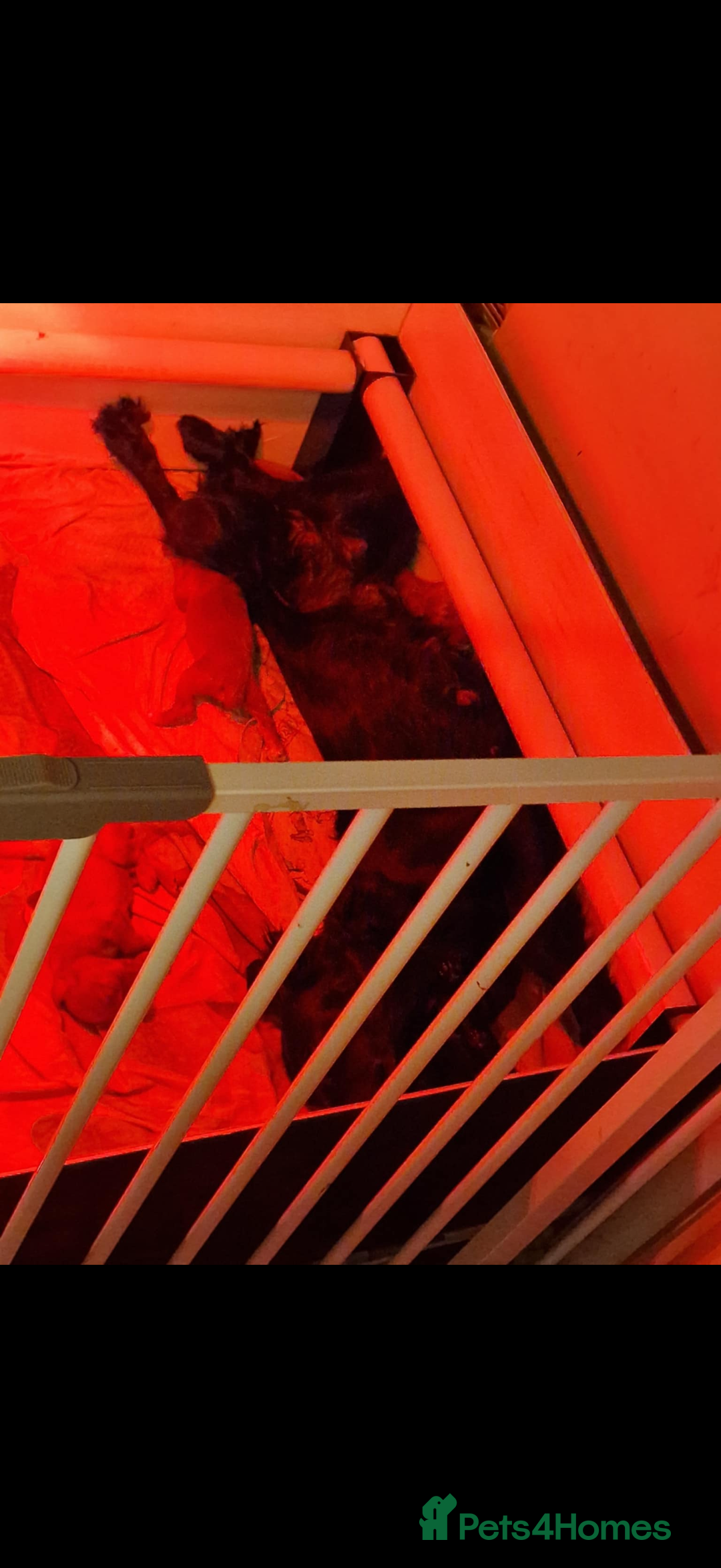 Cocker Spaniel dogs for sale: Excellent pedigree cocker spaniels  - Advert 17