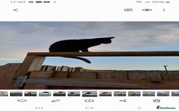 Mixed Breed cats for sale: No money wanted. 2 adult spay females need home - Image 3