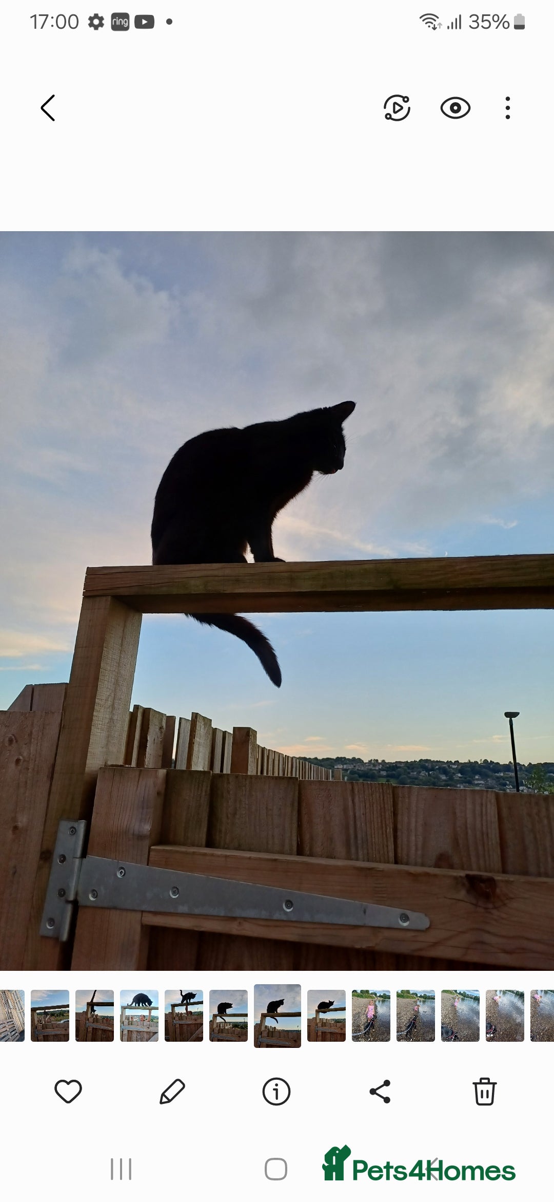 Mixed Breed cats for sale: No money wanted. 2 adult spay females need home - Image 3