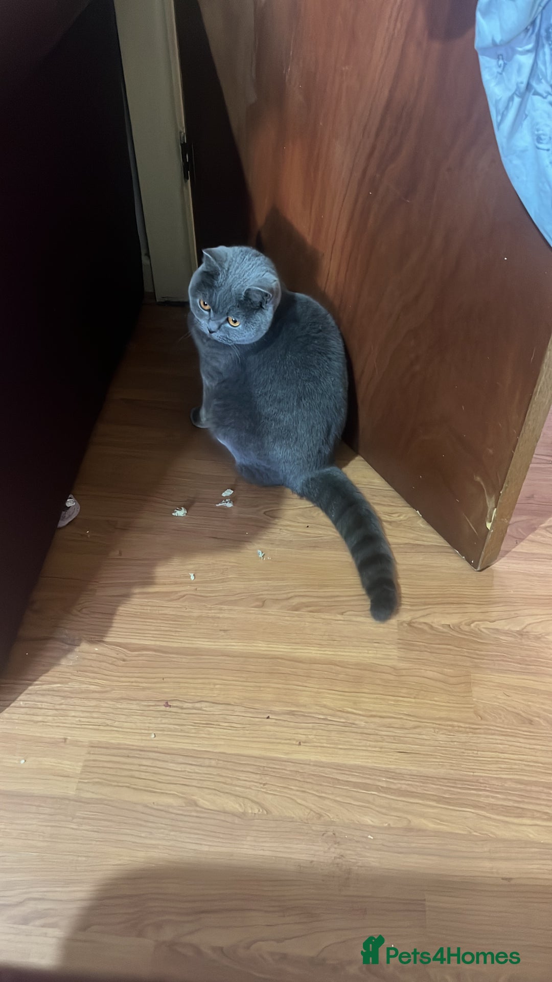 Mixed Breed cats for sale: Five kittens are ready to go now. - Advert 9