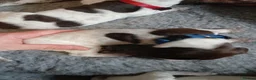 German Shorthaired Pointer dogs for sale: Matilda - Advert 4