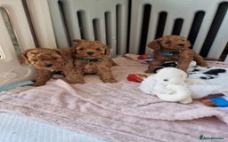 Toy Poodle dogs for stud: Proven red toy poodle For stud  ( Health tested )  in Rotherham - Image 31