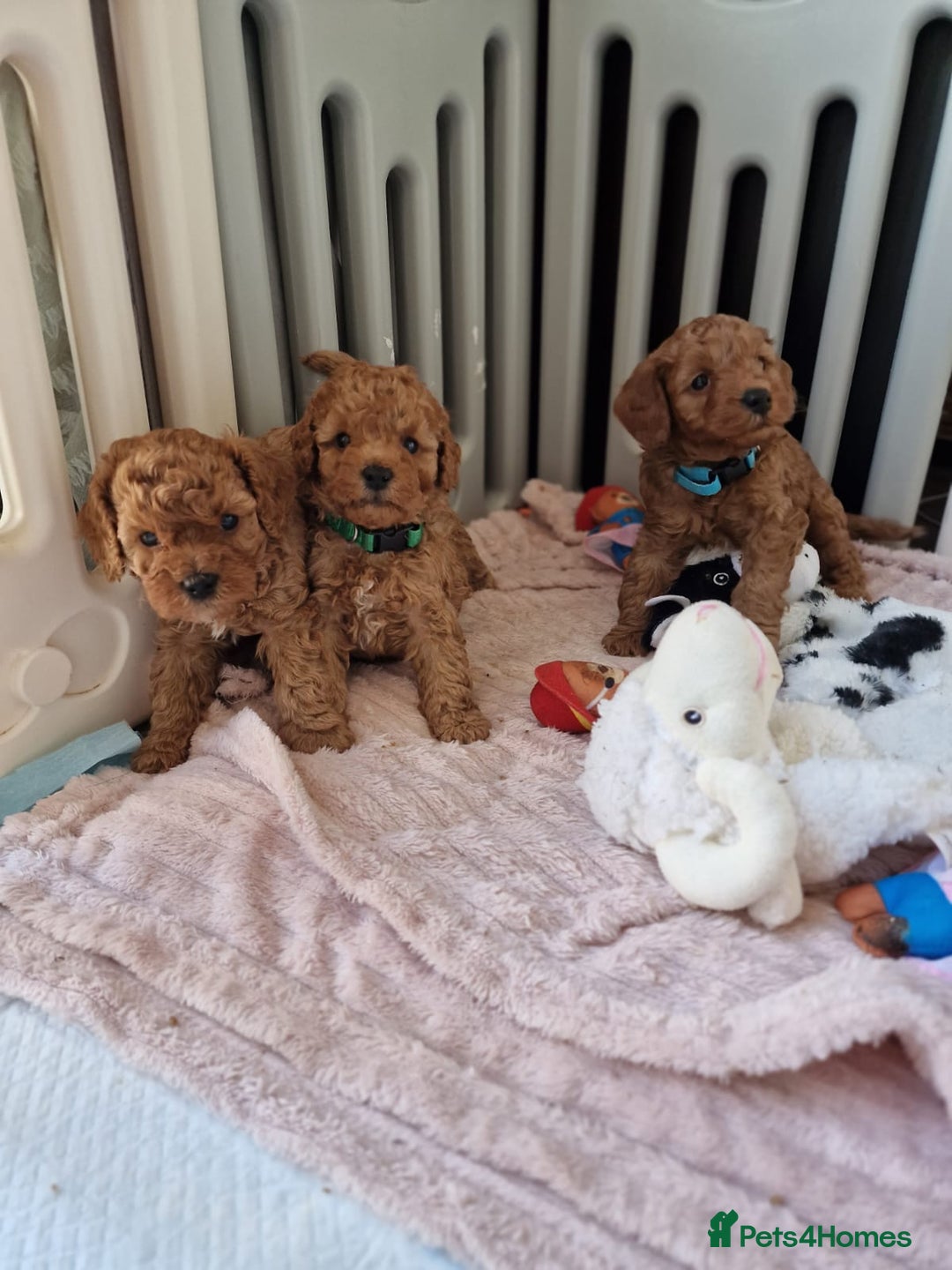 Toy Poodle dogs for stud: Proven red toy poodle For stud  ( Health tested )  in Rotherham - Image 31