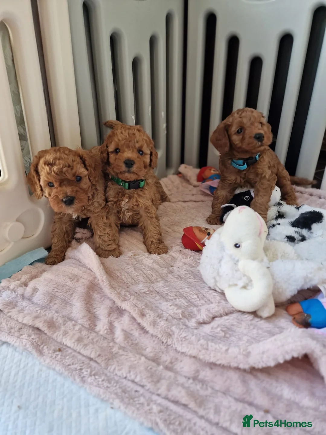 Toy Poodle dogs for stud: Proven red toy poodle For stud  ( Health tested )  in Rotherham - Advert 32