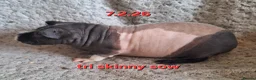 Guinea Pig rodents for sale: Skinny and hairy baby female guinea pigs - Advert 4