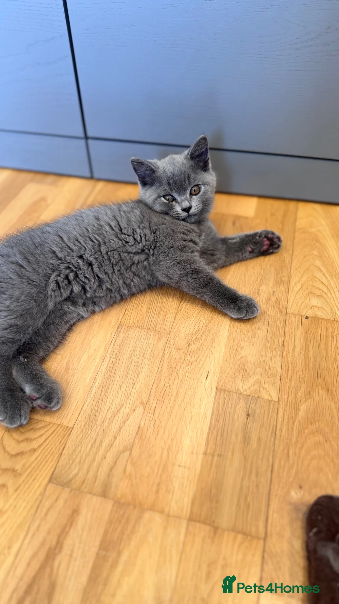 British Shorthair cats for sale: Beautiful British Shorthair kittens  - Advert 21