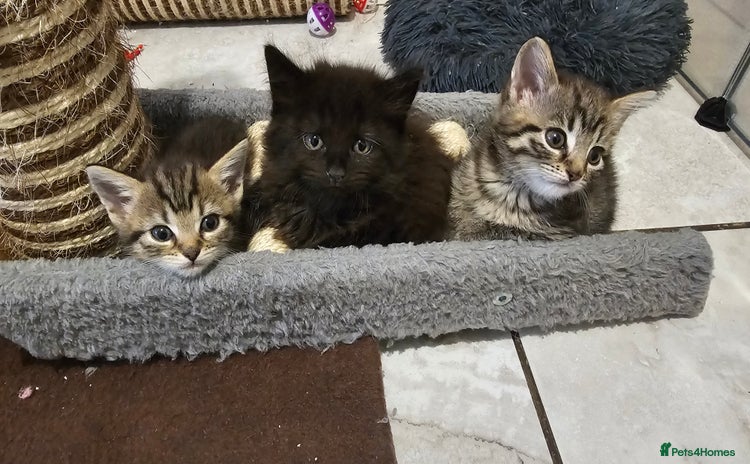 Mixed Breed cats - Advert 15