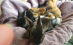 Rex rabbits for sale: Pure Rex Rabbits  - Image 3
