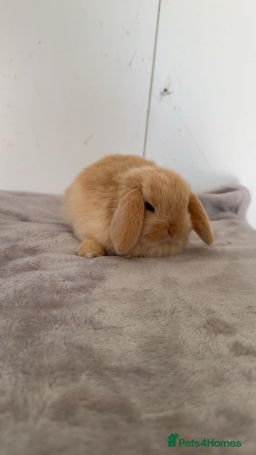 Mini Lop rabbits Pure mini lop rabbits to reserve  - Advert 12