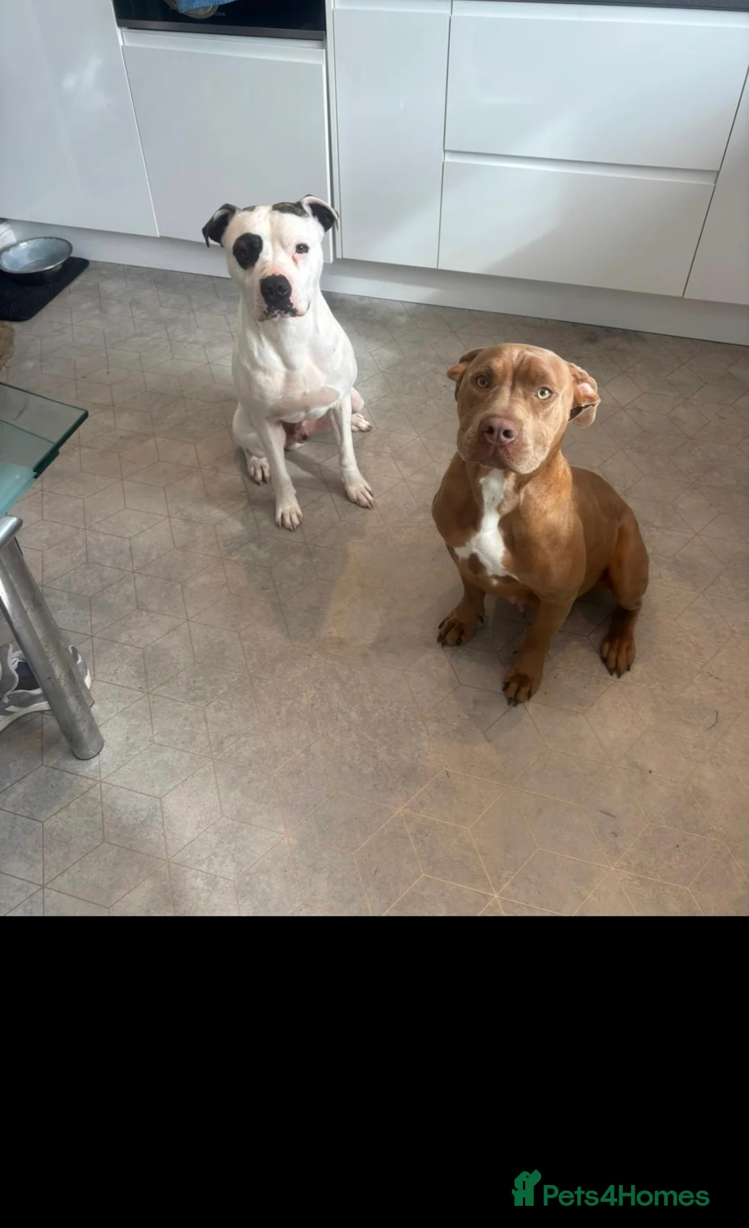 Mixed Breed dogs for sale: Beautiful American bulldog pups  - Advert 17