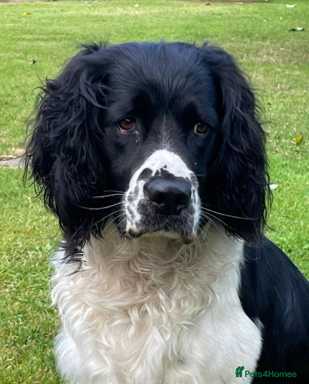 English Springer Spaniel dogs for sale: Springer Spaniel Puppies for sale  - Image 25