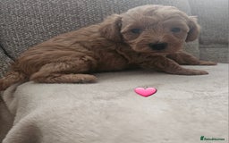 Schnoodle dogs for sale: 5 Adorable Schnoodle Puppies ❤️🩷💚💙🧡 - Image 9