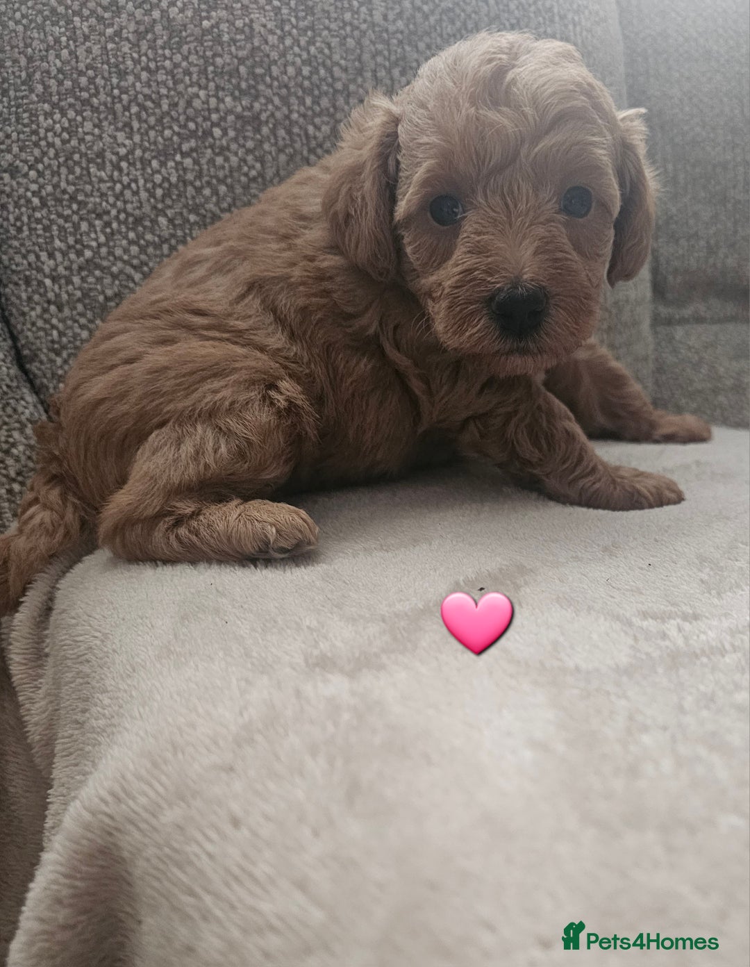 Schnoodle dogs for sale: 5 Adorable Schnoodle Puppies ❤️🩷💚💙🧡 - Image 9