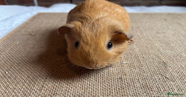 Guinea Pig rodents - Advert 5