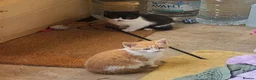 Mixed Breed cats for sale: Two rescued male kittens looking for a new home in London - Advert 5