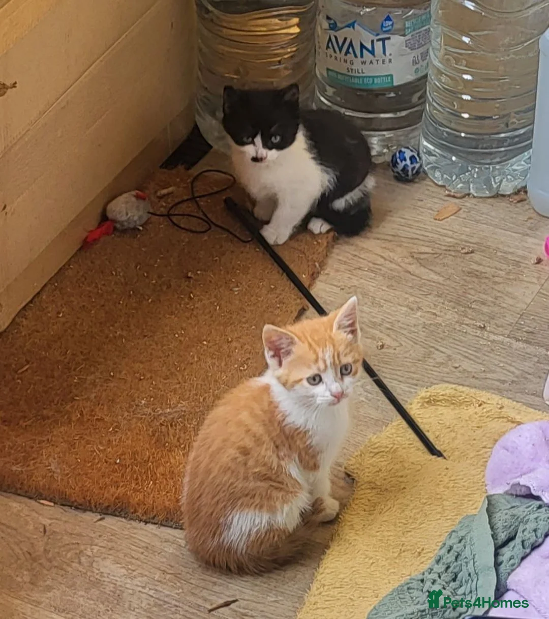 Mixed Breed cats for sale: Two rescued male kittens looking for a new home in London - Advert 5