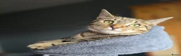 Mixed Breed cats for sale: Beautiful tabby - mixed bengal cat - Advert 15