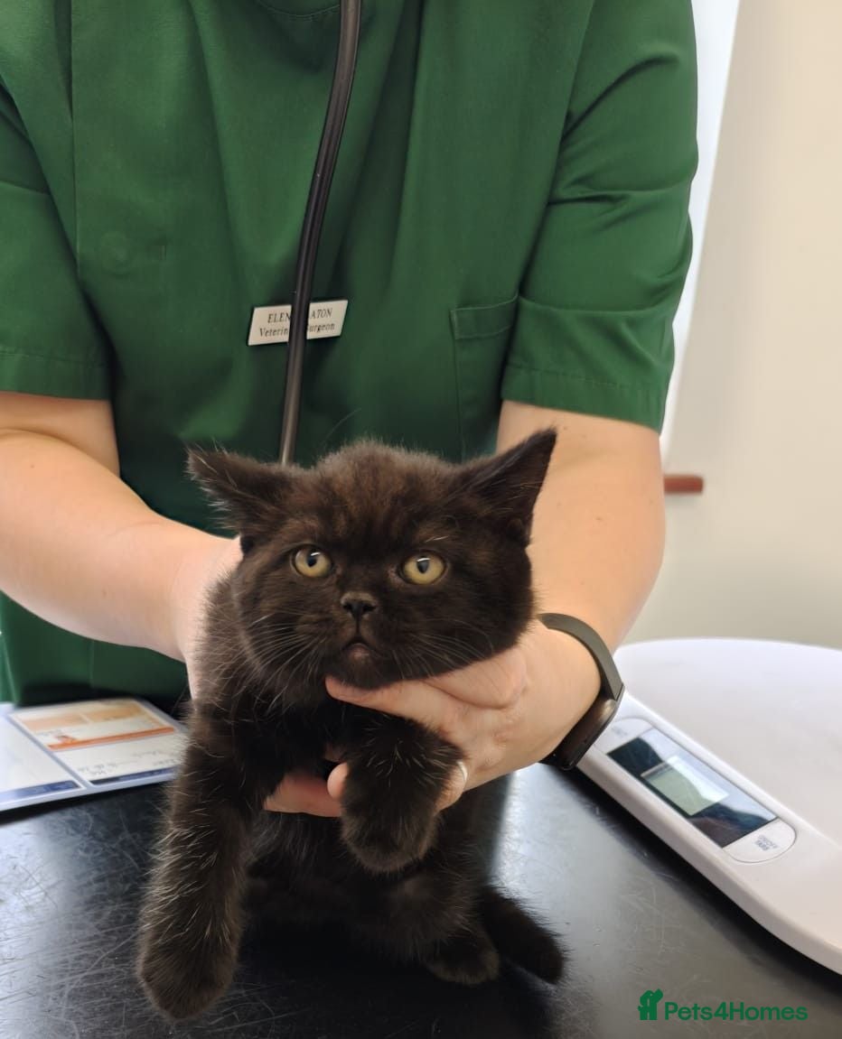 British Shorthair cats   GCCF reg BSH black kittens + chocolate hue sept  - Advert 2