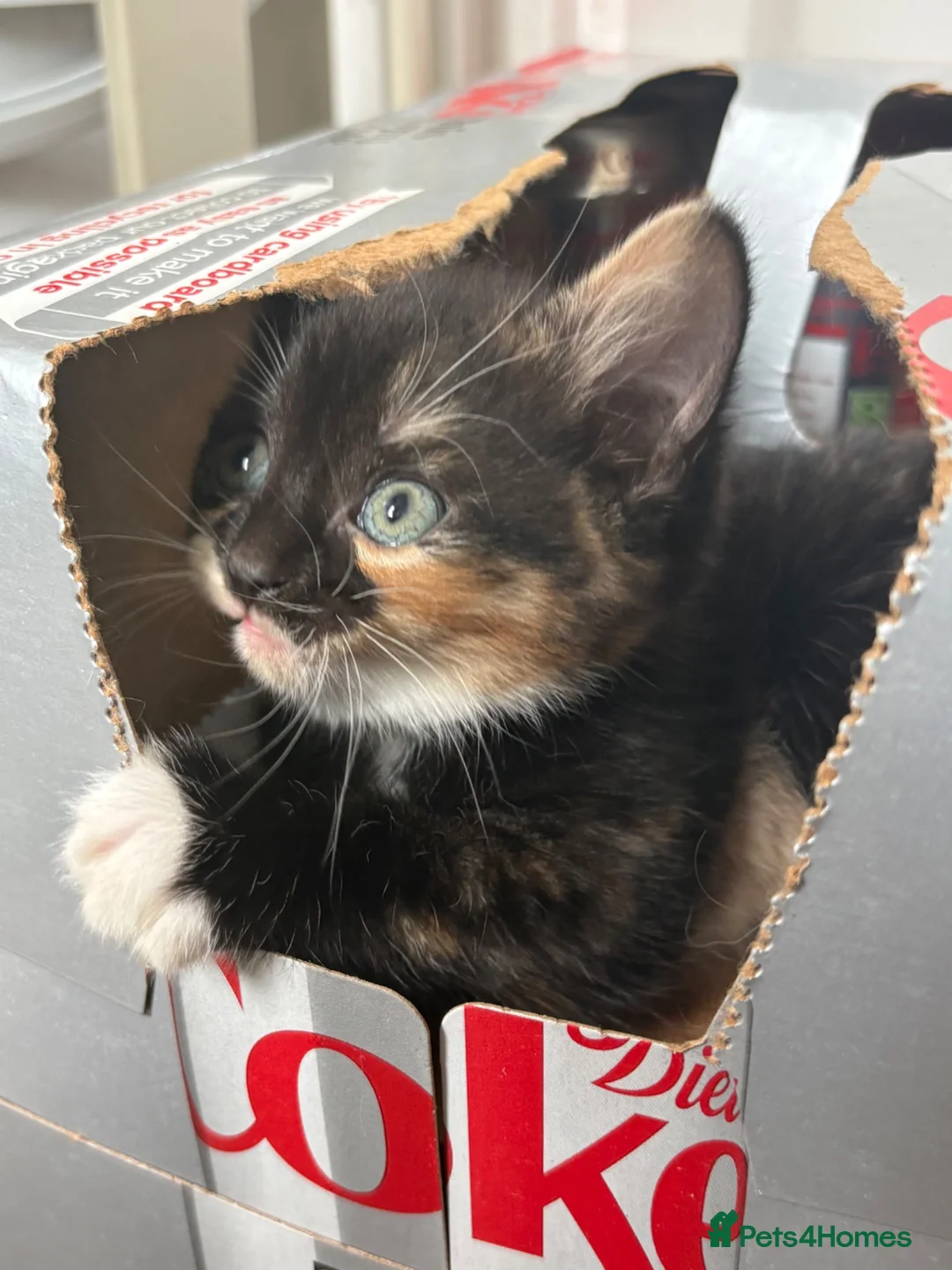 Mixed Breed cats for sale: Beautiful Kittens For Sale - Advert 8