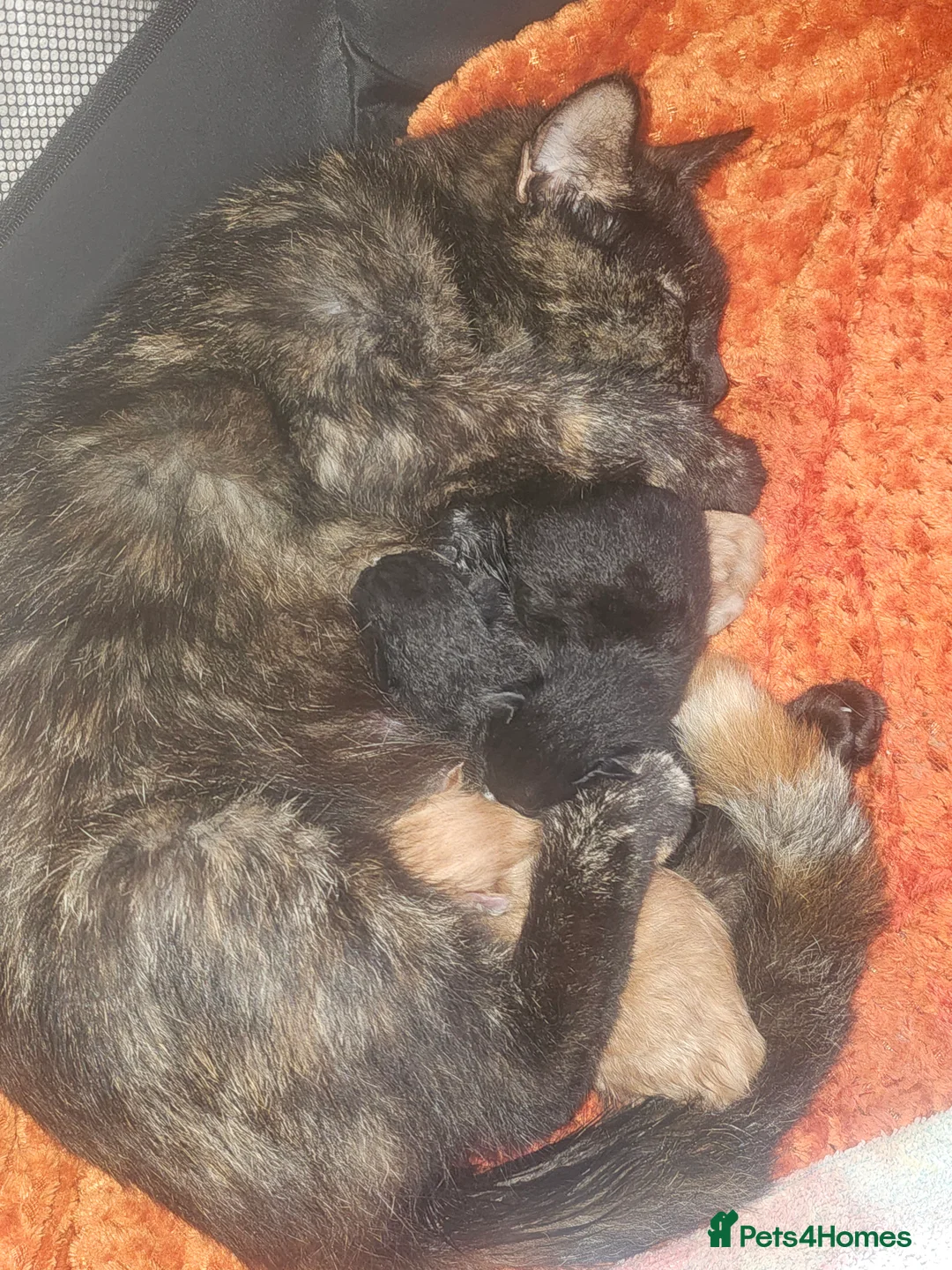 Mixed Breed cats for sale: Gorgeous mixed  - Advert 2