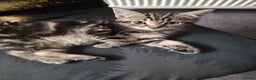 Mixed Breed cats for sale: 2 male kittens for sale - Advert 3