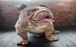 English Bulldog dogs for stud: Up for stud £200  - Advert 7