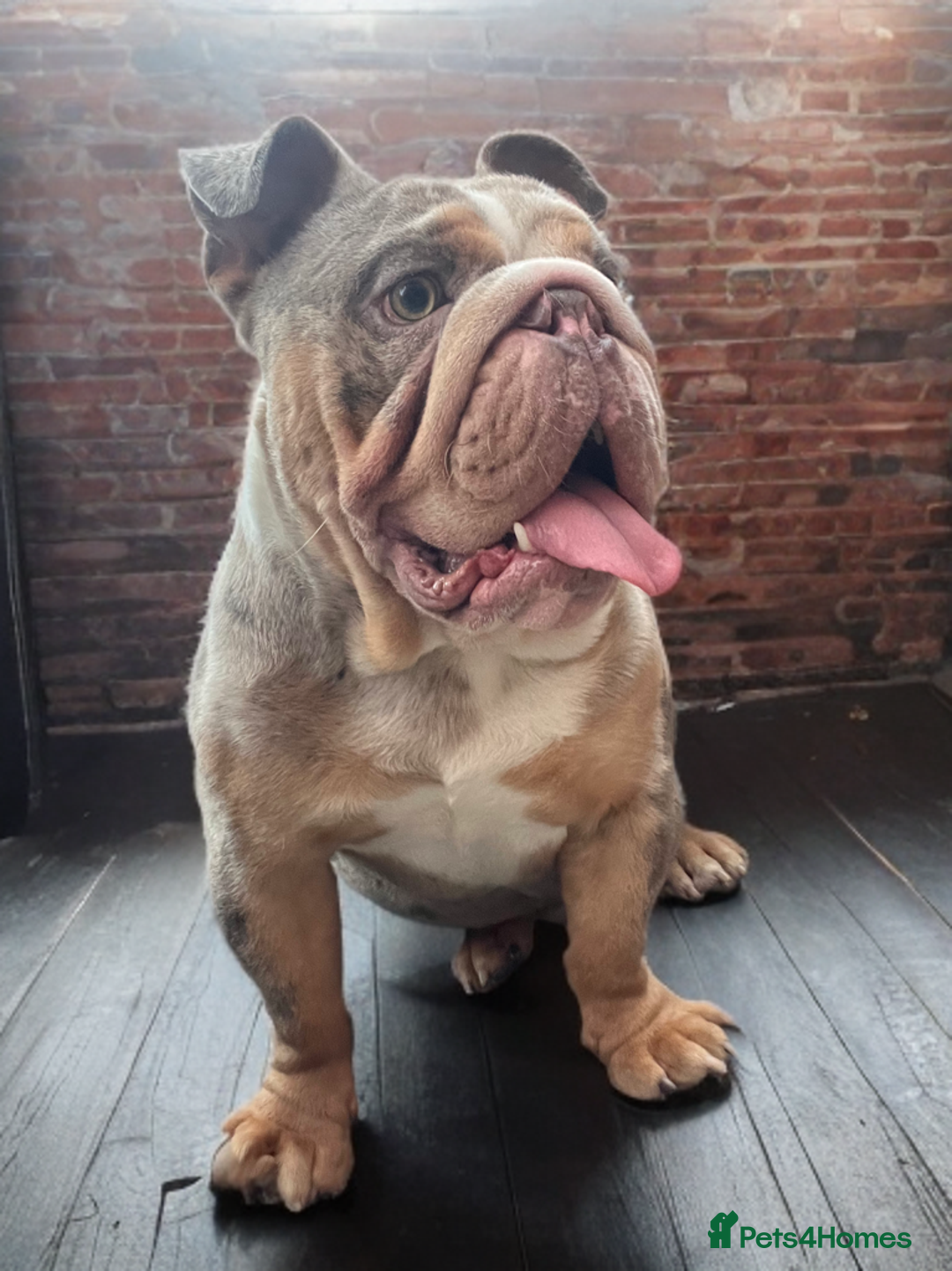 English Bulldog dogs for stud: Up for stud £200  - Advert 7