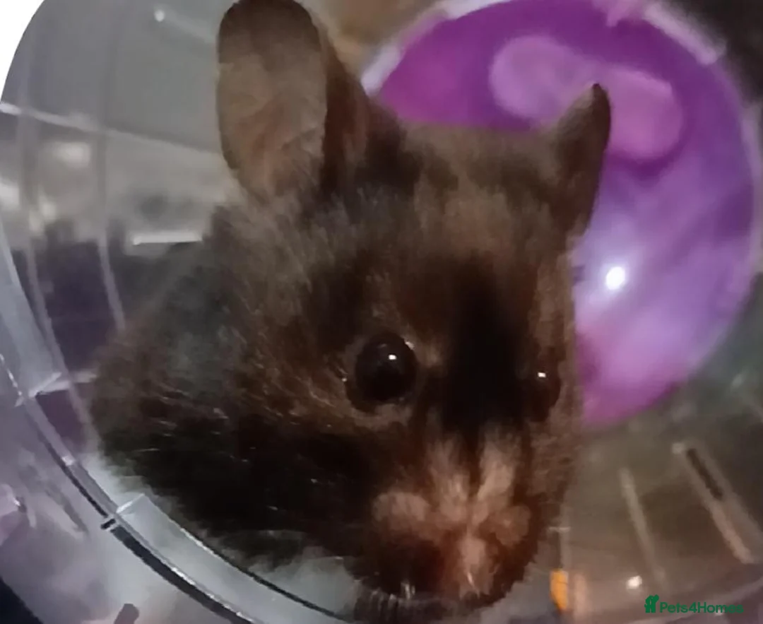 Hamster rodents for sale: Young female syrian hamster for sale  in Ilkeston - Advert 1
