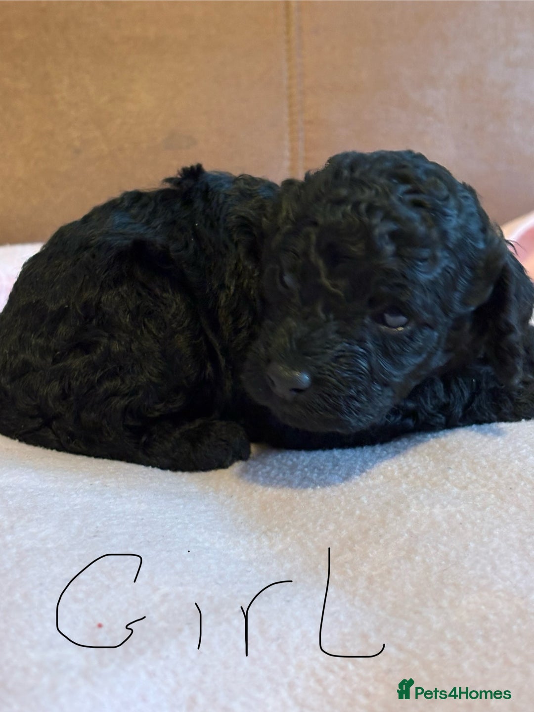 Toy Poodle dogs for sale: Toy poodle - Advert 3