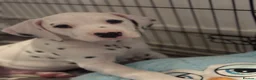 Dalmatian dogs for sale: Last one Beautiful KC Registered Dalmatian Puppie  - Advert 3
