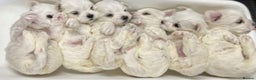Maltese dogs for stud: *** EXPERIENCED MALTESE STUD*** - Advert 10