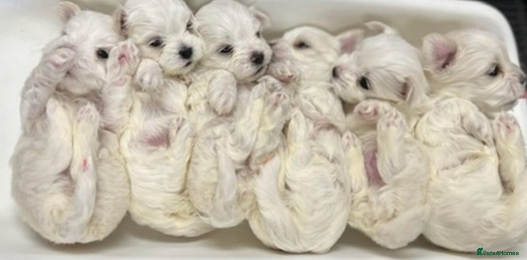 Maltese dogs for stud: *** EXPERIENCED MALTESE STUD*** - Advert 10