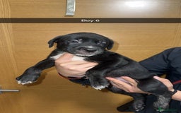 Mixed Breed dogs for sale: Puppies for sale  - Image 18