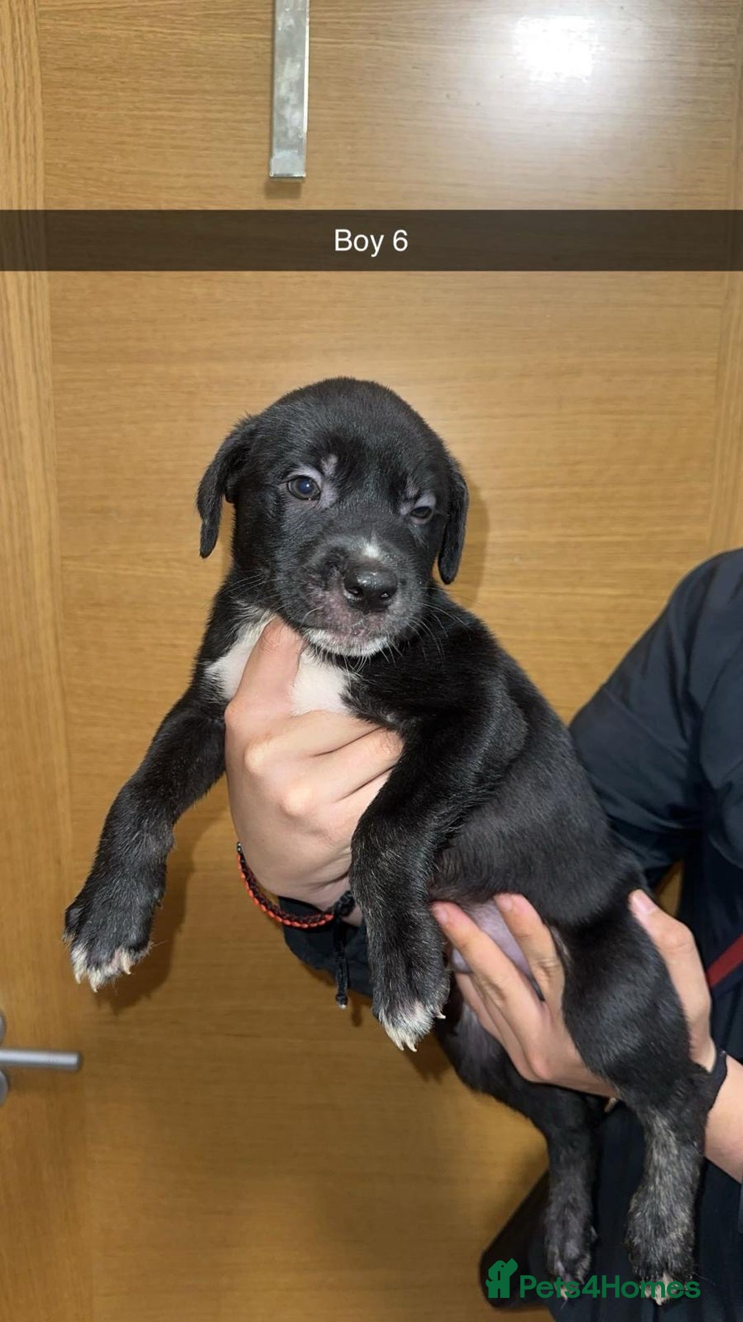 Mixed Breed dogs for sale: Puppies for sale  - Image 18