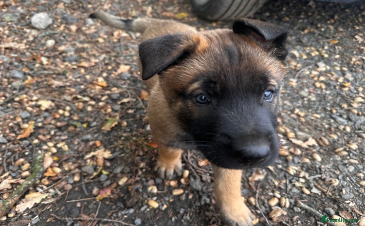 Belgian Shepherd Dog dogs - Advert 1