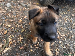 Belgian Shepherd Dog dogs - Advert 4