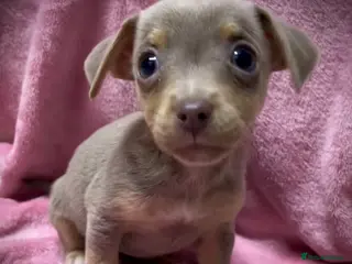 Jack Russell dogs Jack Russell puppies !!! - Advert 4