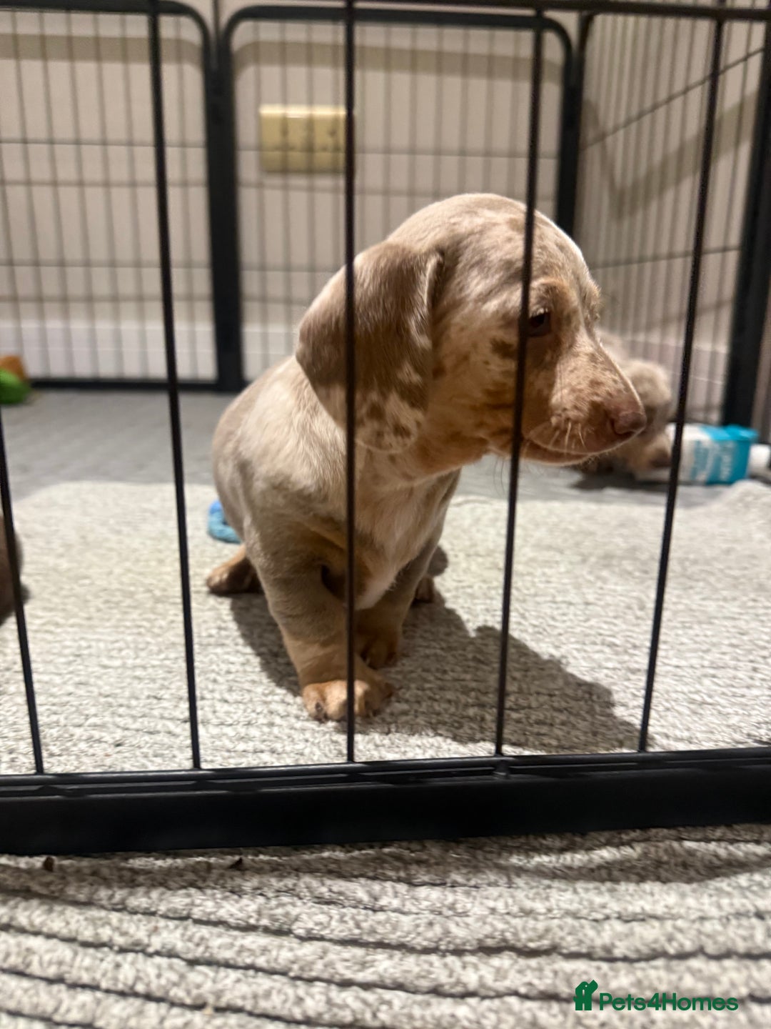 Miniature Dachshund dogs for sale: Beautiful Miniature Dachshund Puppies - Advert 3