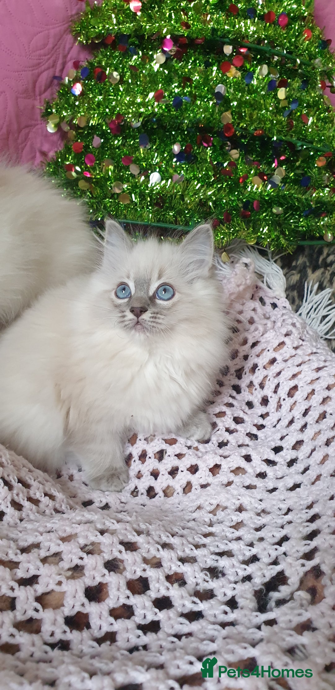 Ragdoll cats for sale: 💗Stunning GCCF registered Ragdoll Kittens. - Advert 4